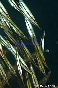 Aeoliscus scrutatus Poisson couteau rigide-Wakatobi Pasar wajo Beach-6m-20180602-Denis-ADER-DSC_3264_tn